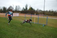 Чемпионат Калининградской области по ездовому спорту в дисциплине кросс 1 собака