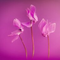 Трейл открытия весны "Цикломен"